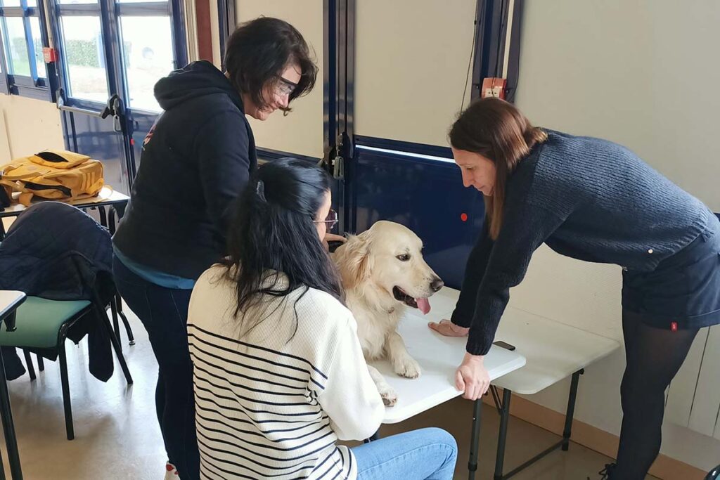 formations d'initiation à la Médiation Par l'Animal à l'Institut Umanima