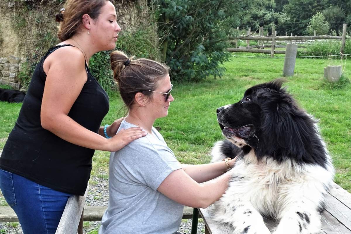 formation à la médiation animale avec Umanima Formation organisme certifié